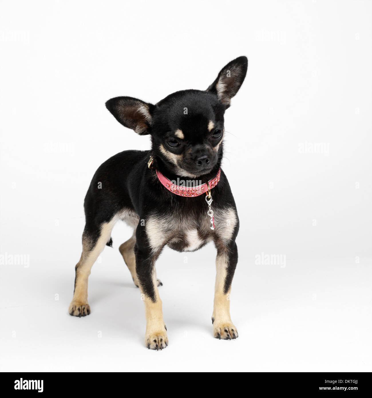 Chihuahua Stock Photo