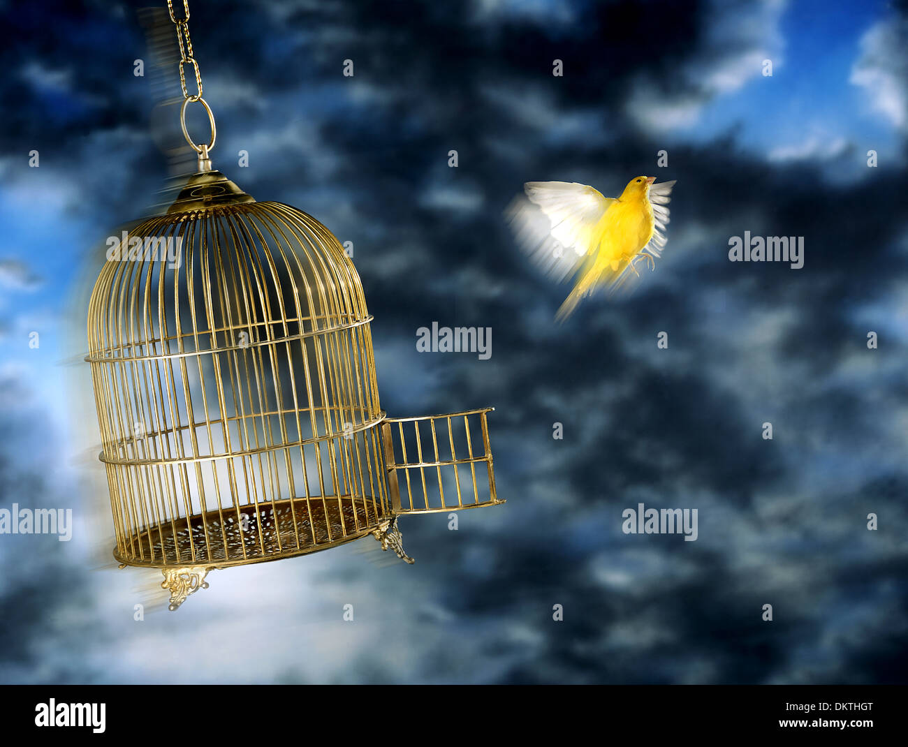 Bird flying out of cage hi-res stock photography and images - Alamy