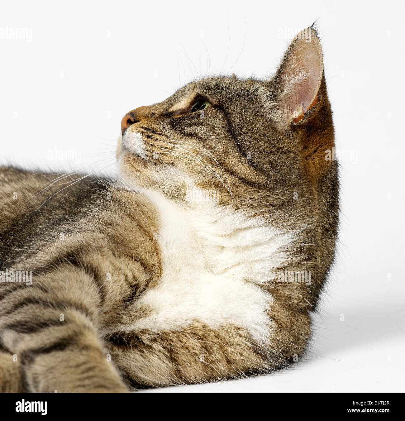 Cat Lying Down Stock Photo Alamy