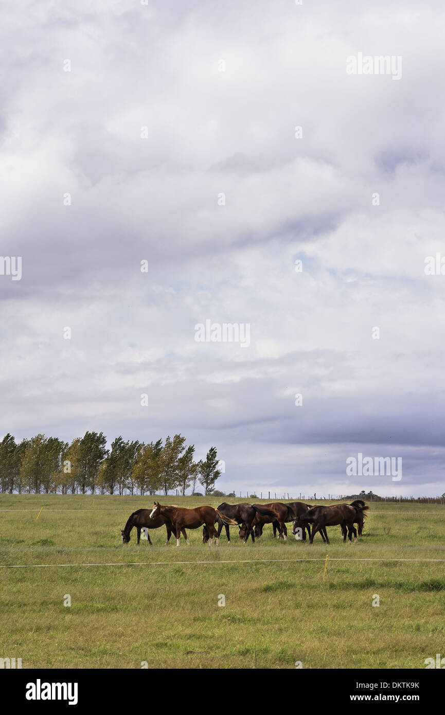 Raising horses for show jumping in the Pampa region of Argentina. Stock Photo