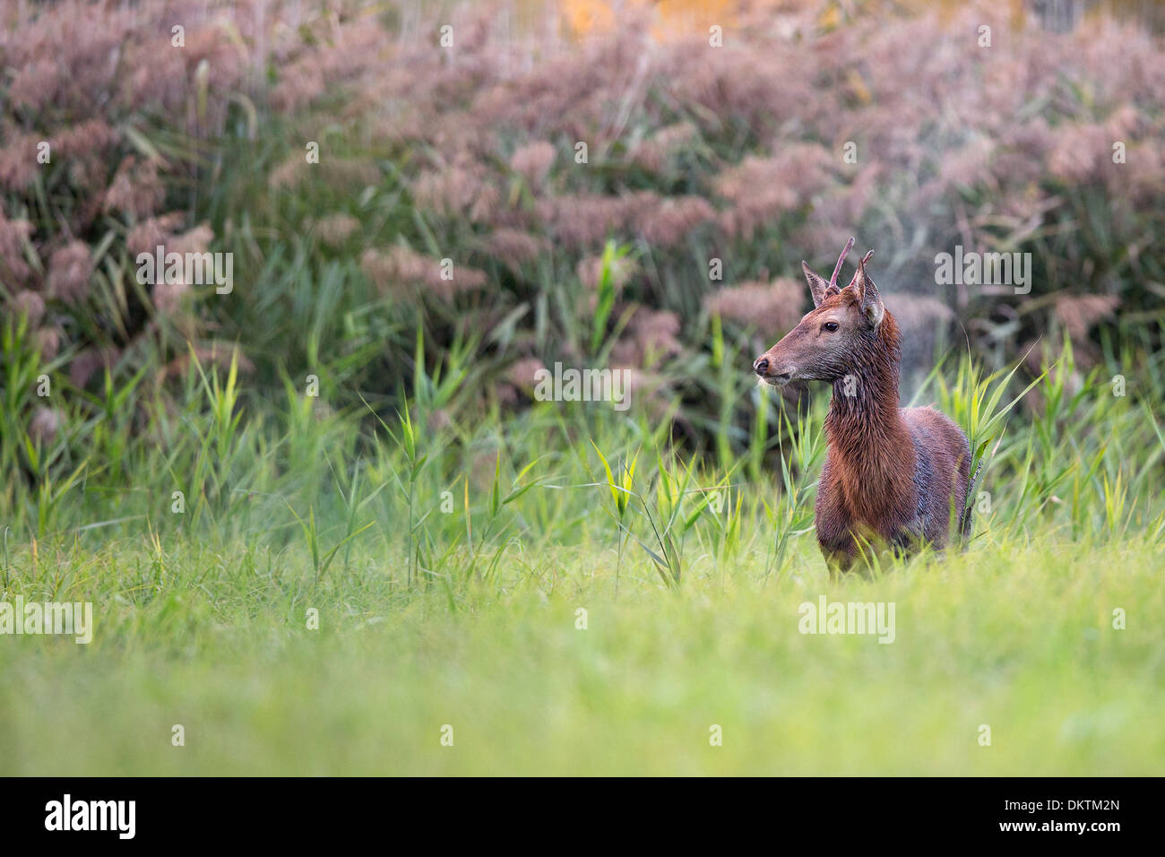 Red deer in the wild in the clearing. Stock Photo