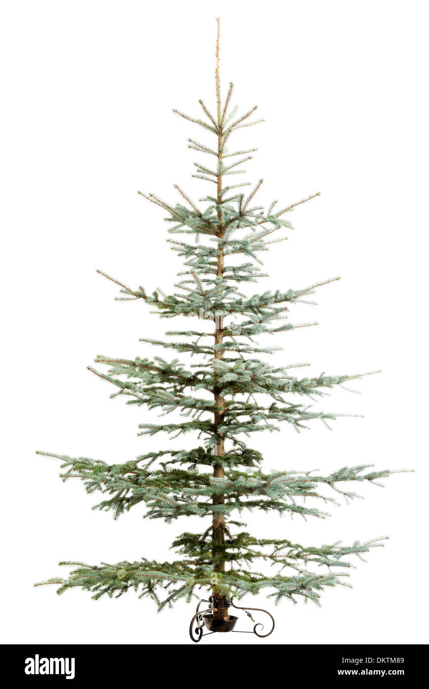 Green christmas tree standing. Isolated on white Stock Photo - Alamy