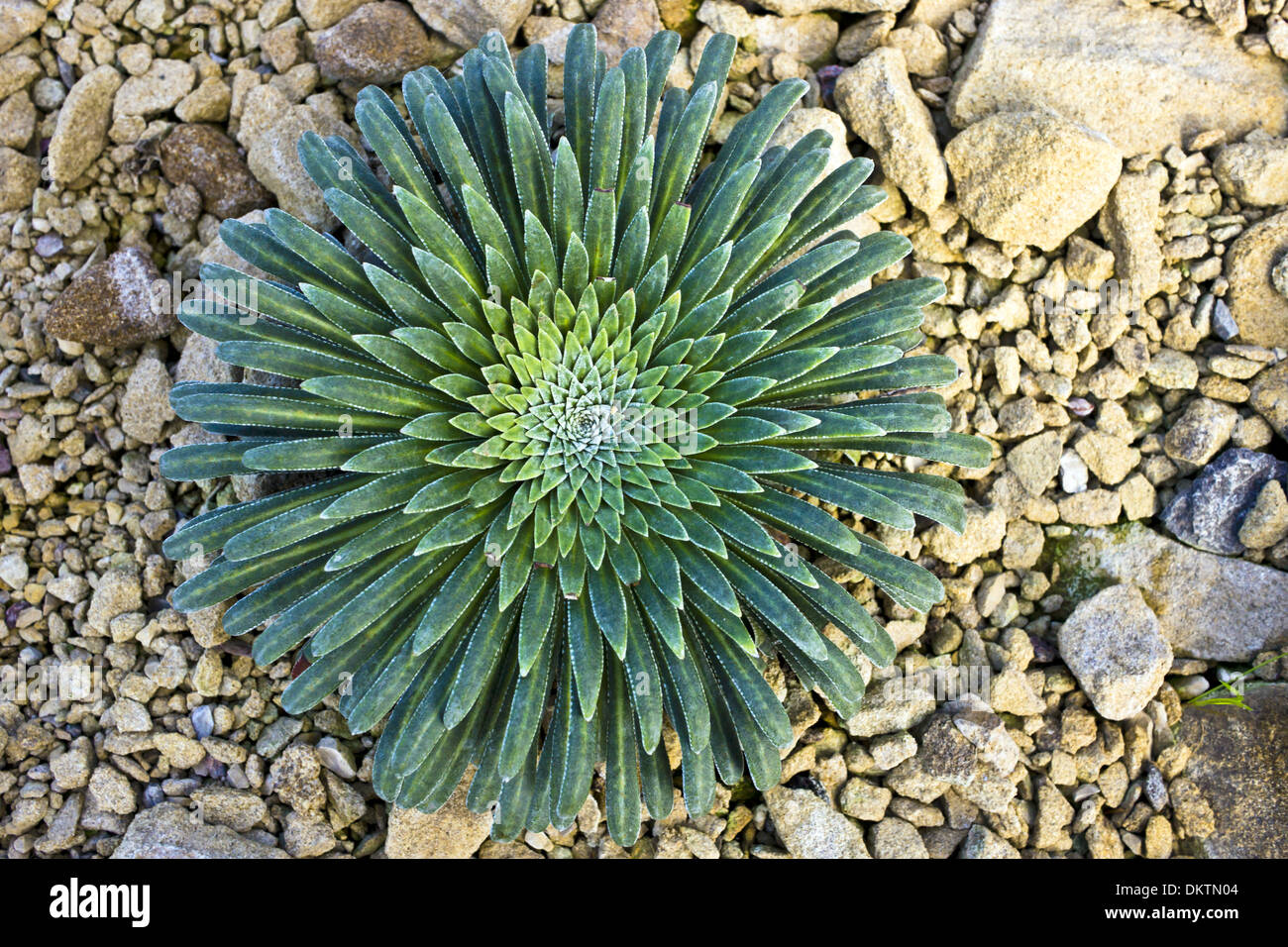 Low growing succulent plant. Stock Photo