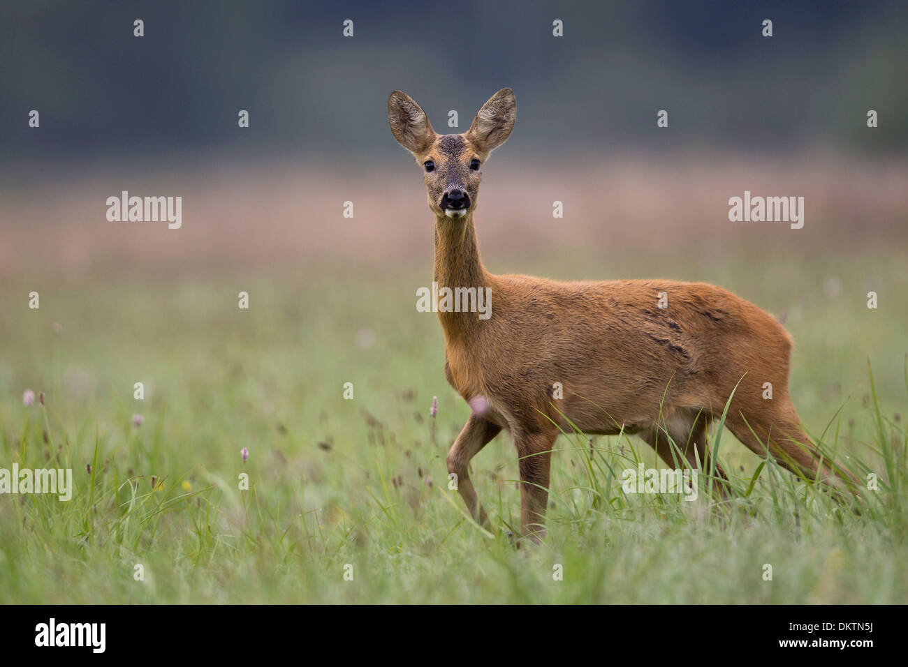 Roe-deer in the wild, in the clearing. Stock Photo