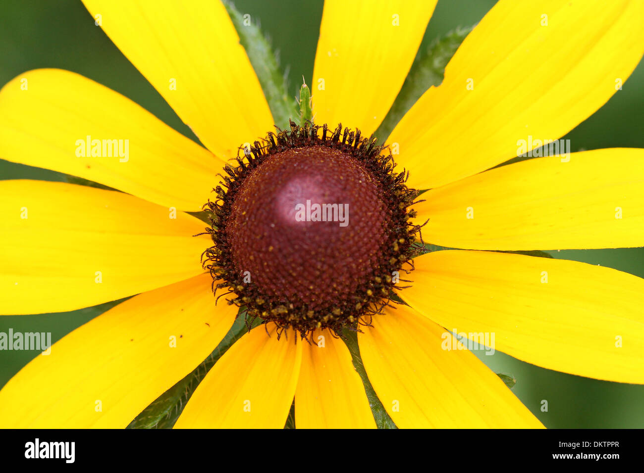 Black Eyed Susan Close Hi Res Stock Photography And Images Alamy