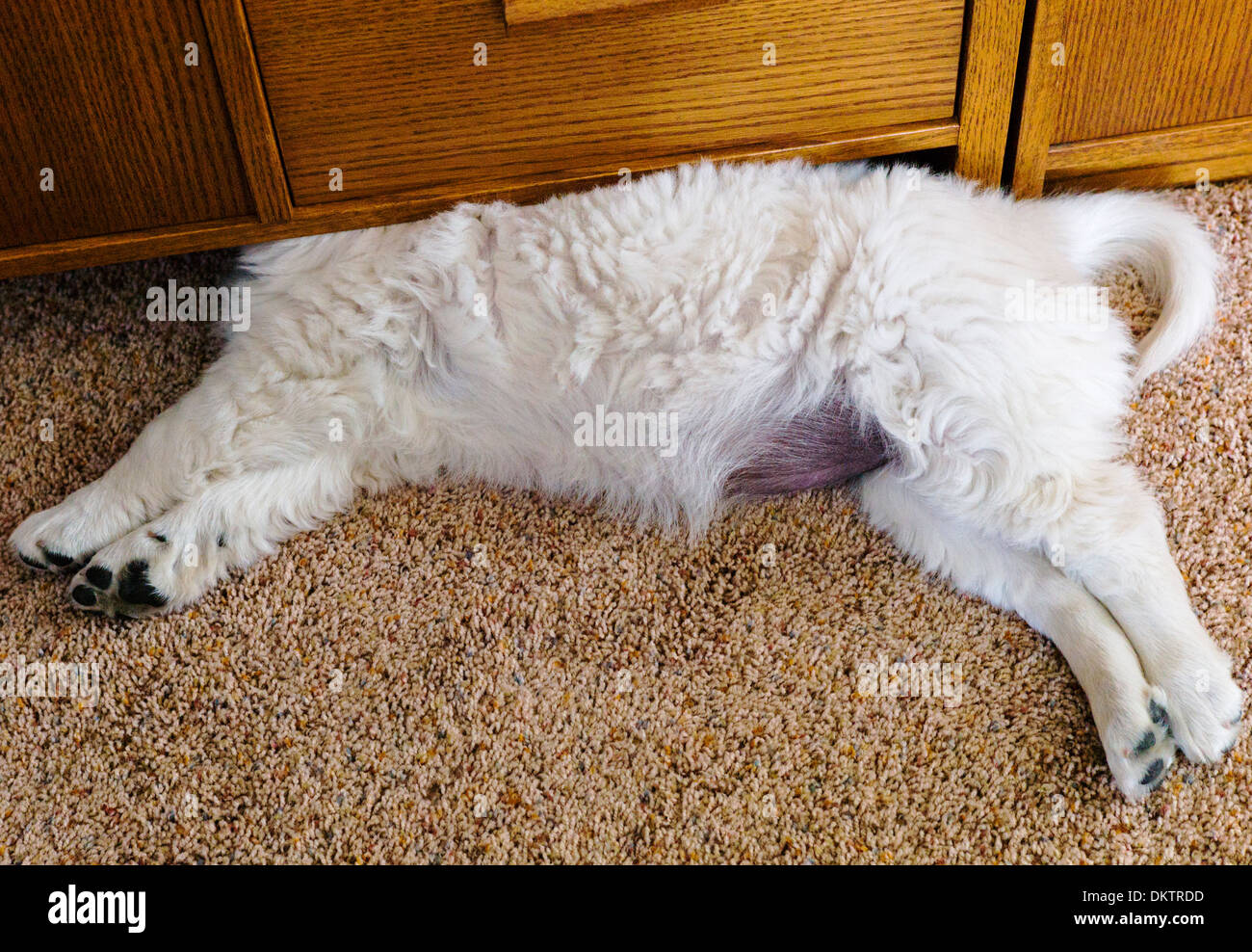 Platinum colored Golden Retriever puppy sleeping with her head hidden under furniture. Stock Photo