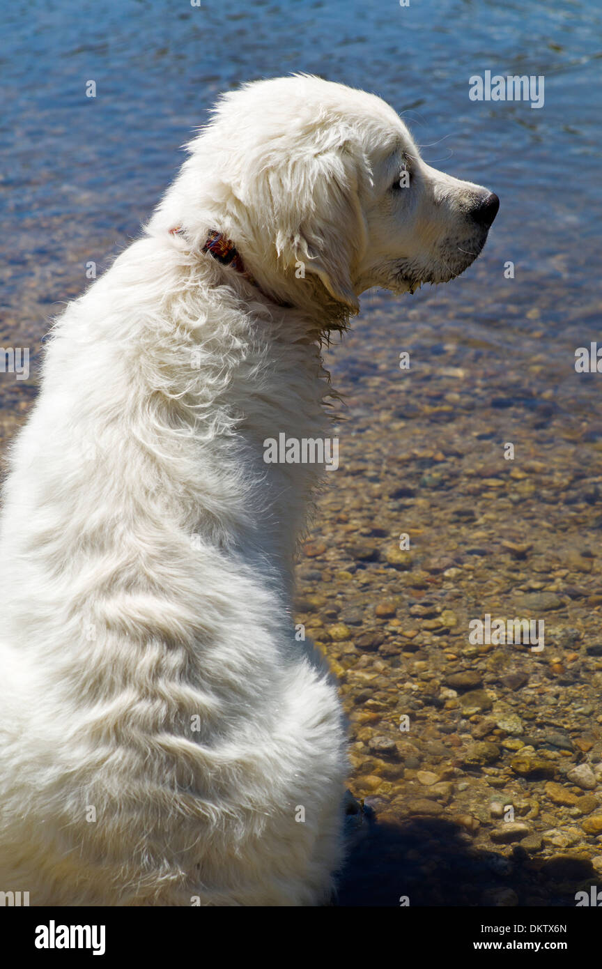 Platinum colored Golden Retriever dog playing in the Arkansas River, Salida, Colorado, USA Stock Photo