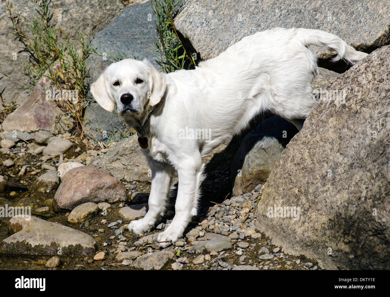Platinum colored Golden Retriever dog playing in the Arkansas River, Salida, Colorado, USA Stock Photo