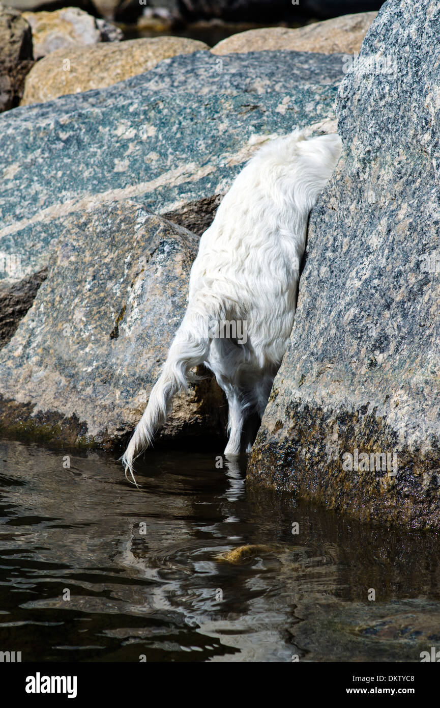 Platinum colored Golden Retriever dog playing in the Arkansas River, Salida, Colorado, USA Stock Photo