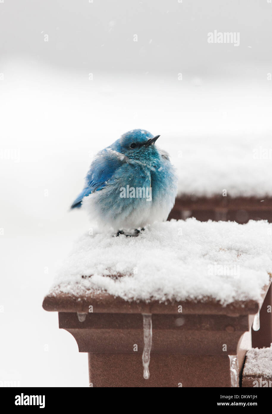 Migrating Mountain Bluebird, Sialia currucoides, seeking shelter in a Colorado springtime snow. Stock Photo