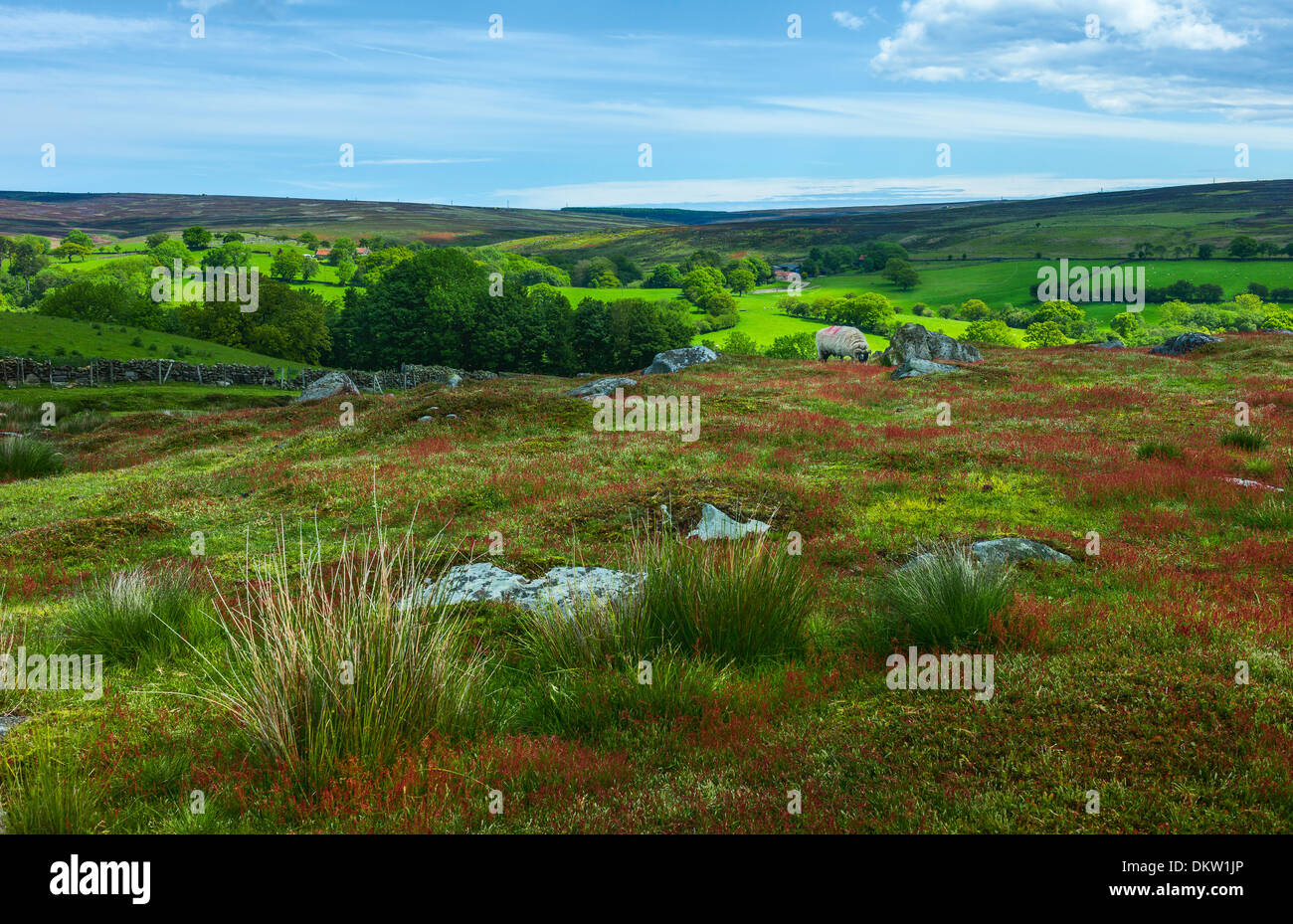 The North York Moors in spring with flowering grasses, cotton grass, and fields near the village of Goathland, Yorkshire, UK. Stock Photo