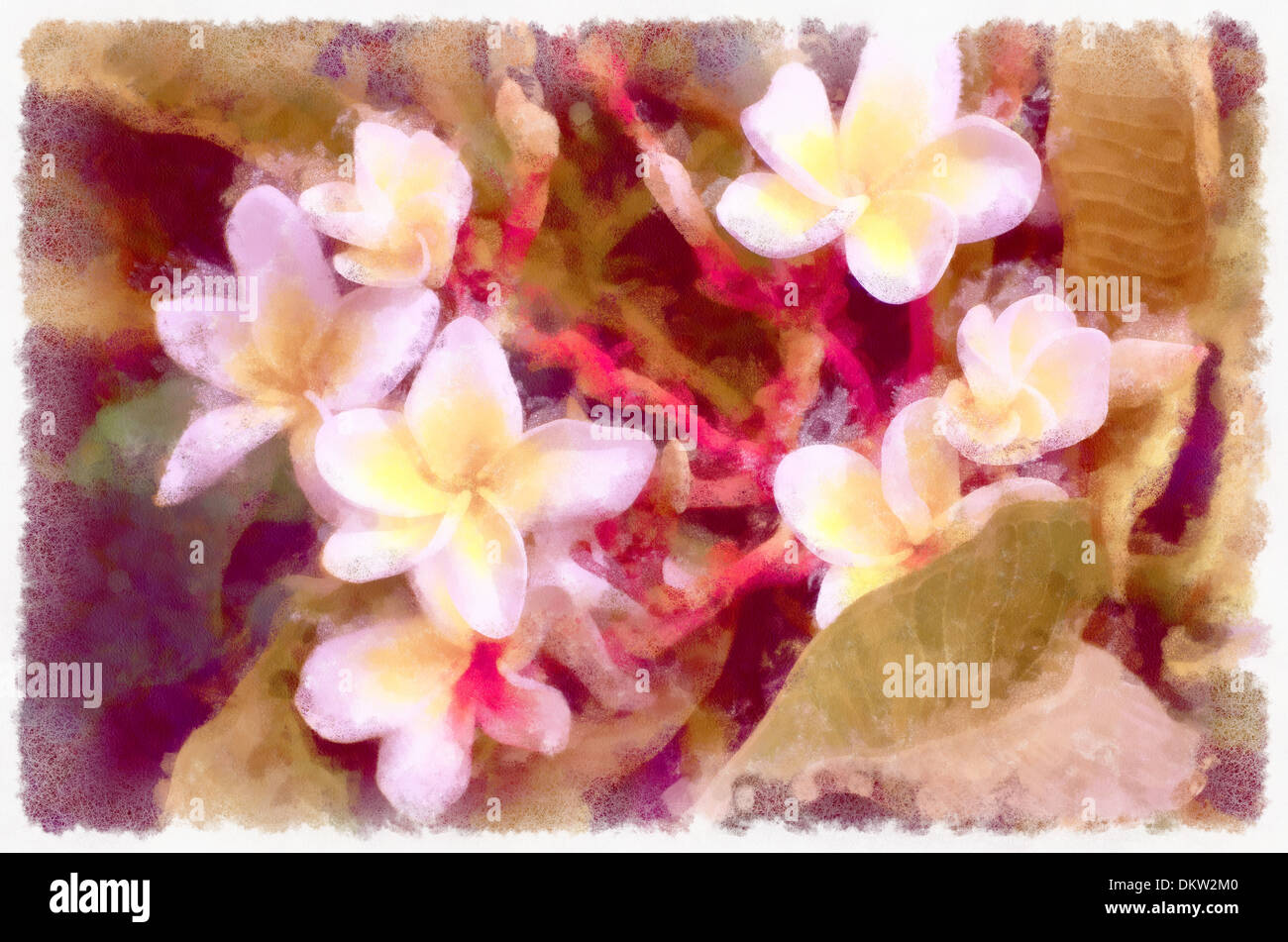 Plumeria ,Plumer, Latin   Plumeria ,Illustrations flowers,  Aquarell, Israel Stock Photo