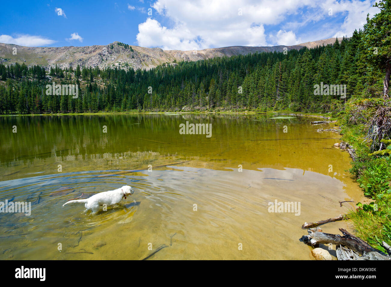 Platinum colored Golden Retriever dog playing in Waterdog Lake, a high