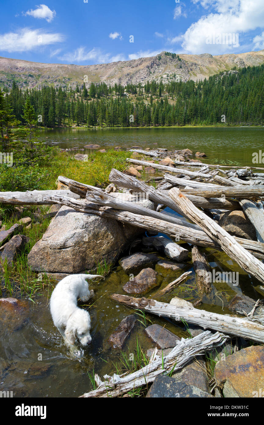 Platinum colored Golden Retriever dog playing in Waterdog Lake, a high alpine lake in the Colorado Rocky Mountains Stock Photo