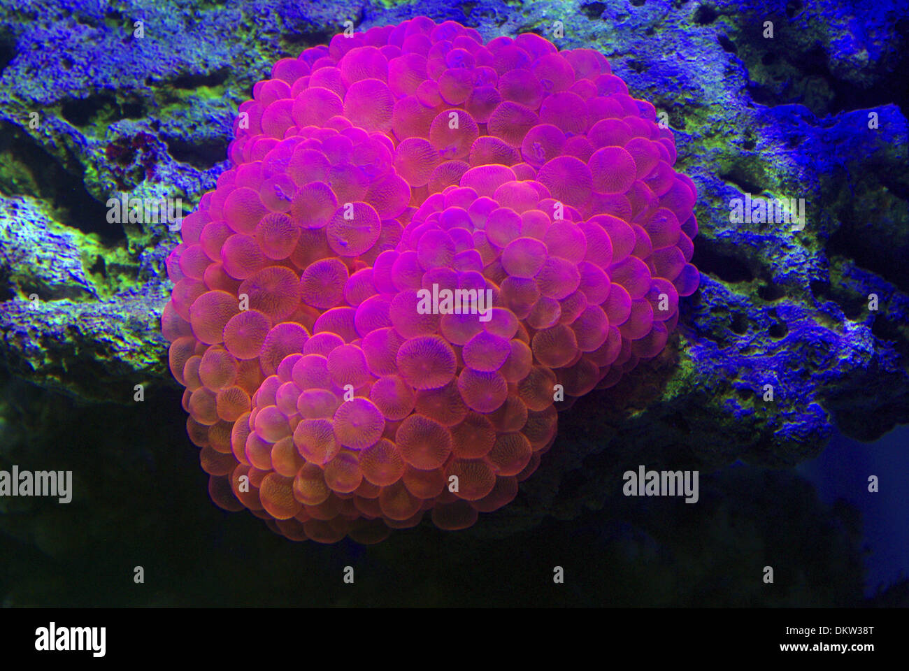Bubble anemone (Entacmaea quadricolor "Pink") Stock Photo