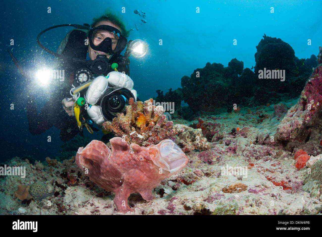 Lisa Allison videotapes giant frogfish or Commerson's frogfish, Antennarius commerson, yawning, Baa Atoll, Maldives Stock Photo