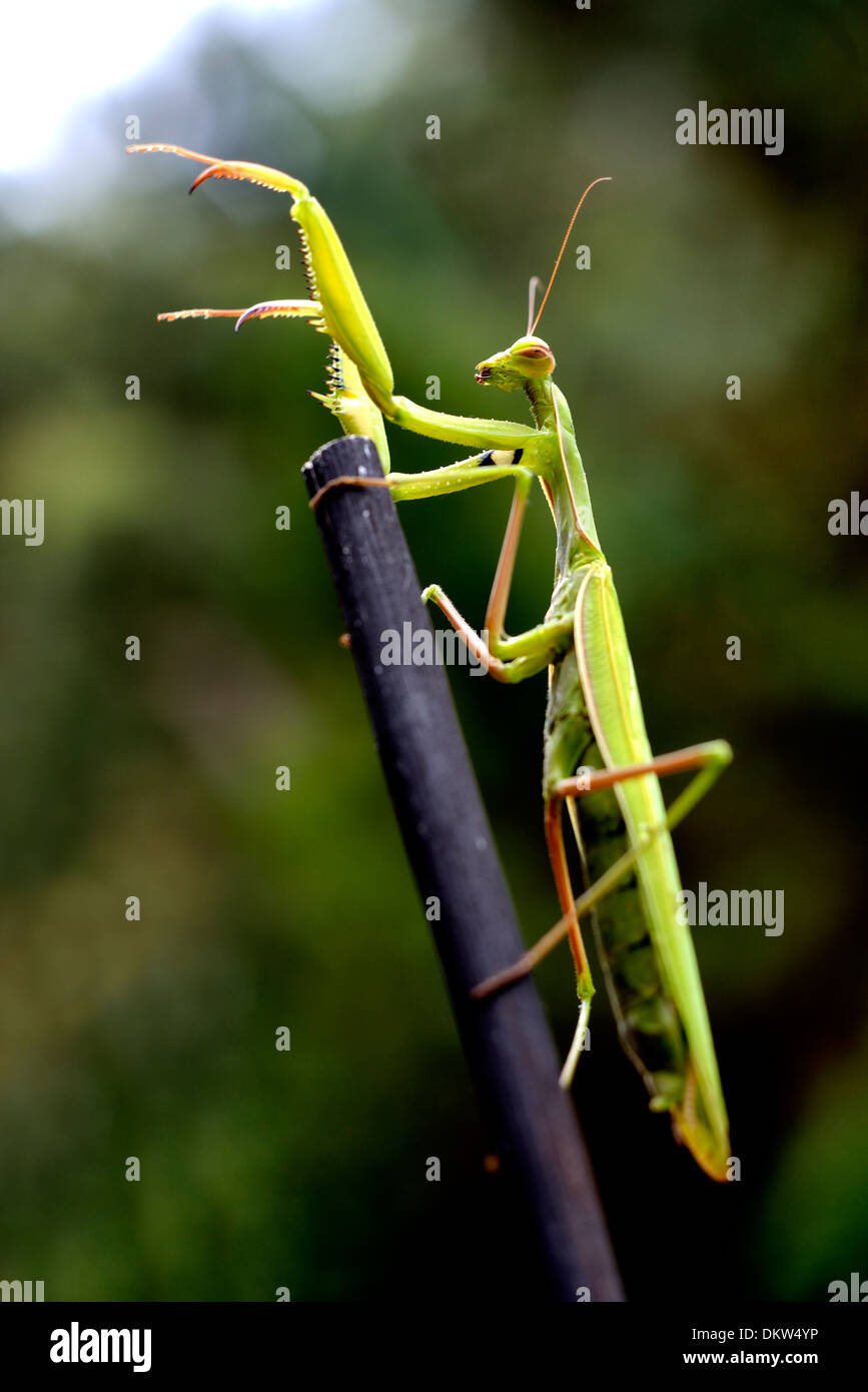 European Mantis or Praying mantis, Mantis religiosa Stock Photo