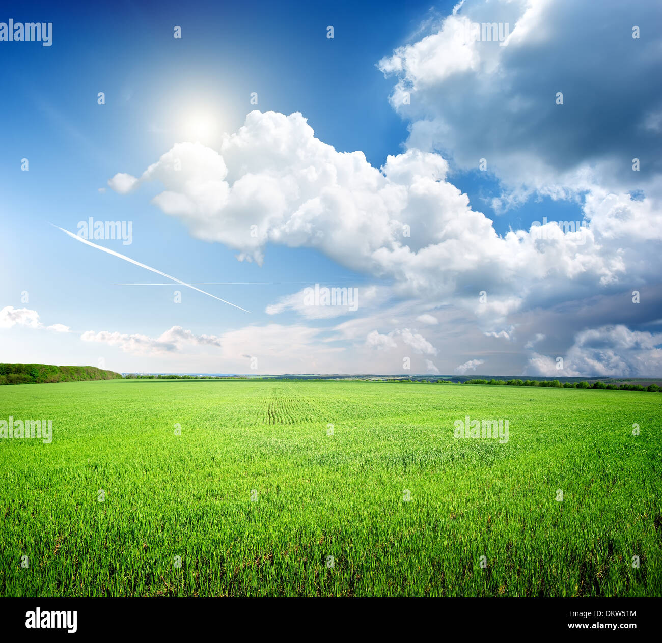 Field of grass and perfect blue sky Stock Photo