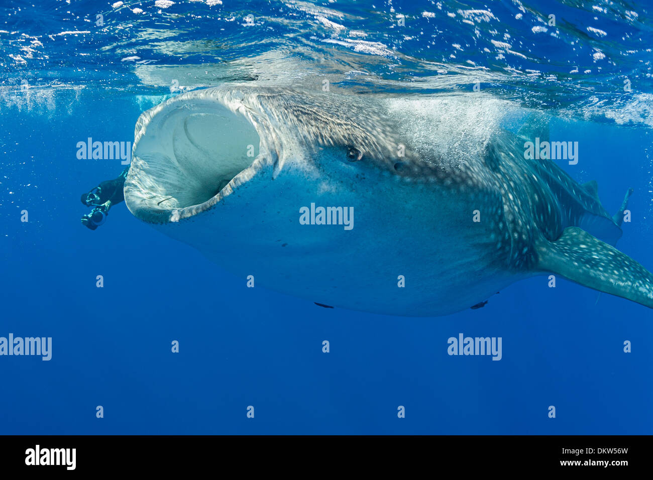 Deron Verbeck photographs whale shark, Rhincodon typus, Kona Coast, Hawaii Island ( the Big Island ), Hawaiian Islands Stock Photo