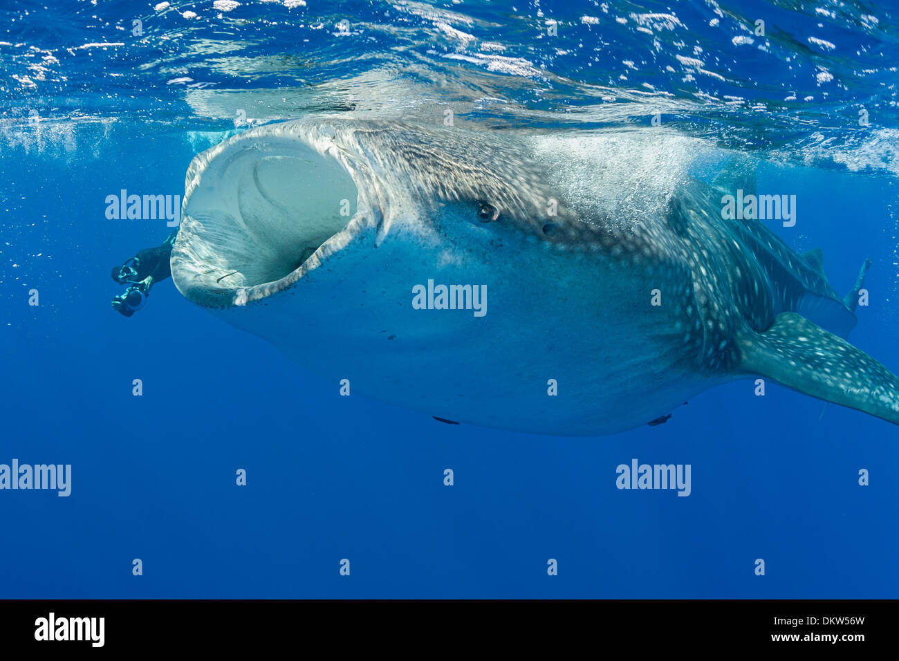 Big shark diver High Resolution Stock Photography and Images Alamy