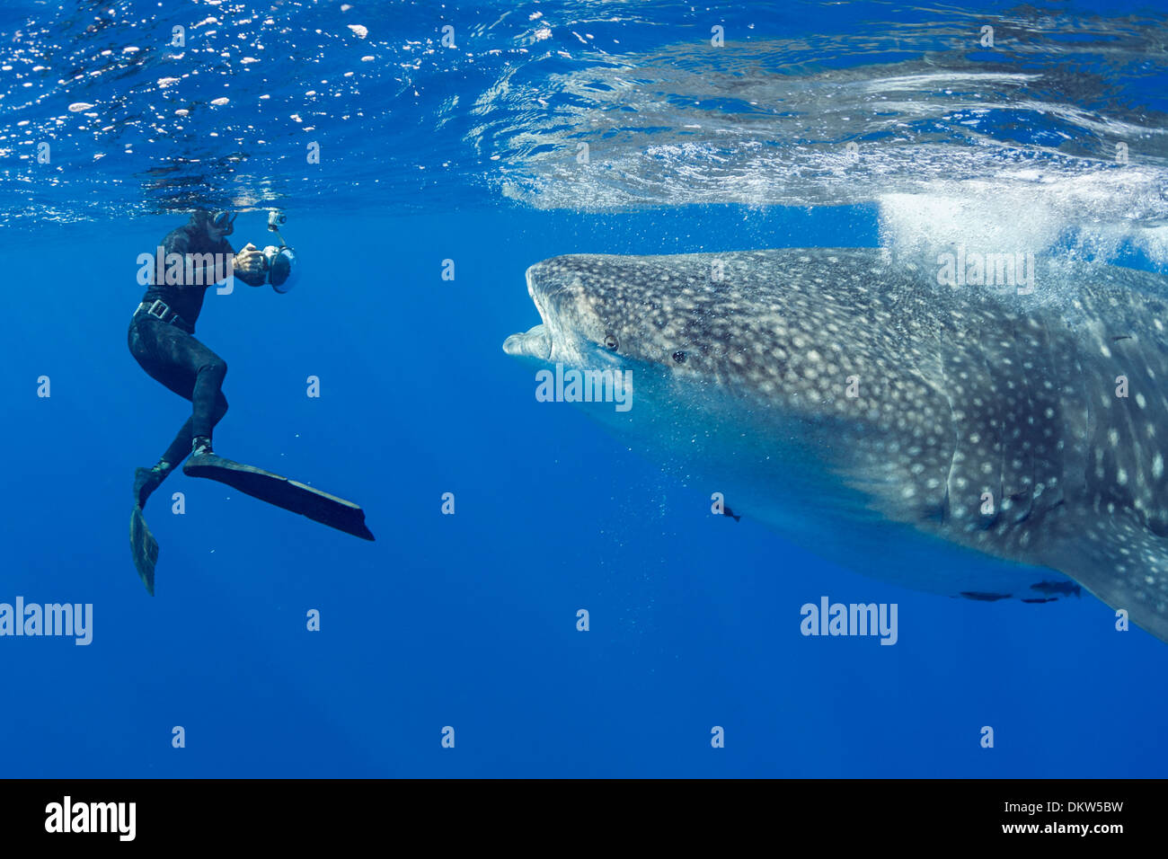 Deron Verbeck photographs whale shark, Rhincodon typus, Kona Coast, Hawaii Island ( the Big Island ), Hawaiian Islands Stock Photo