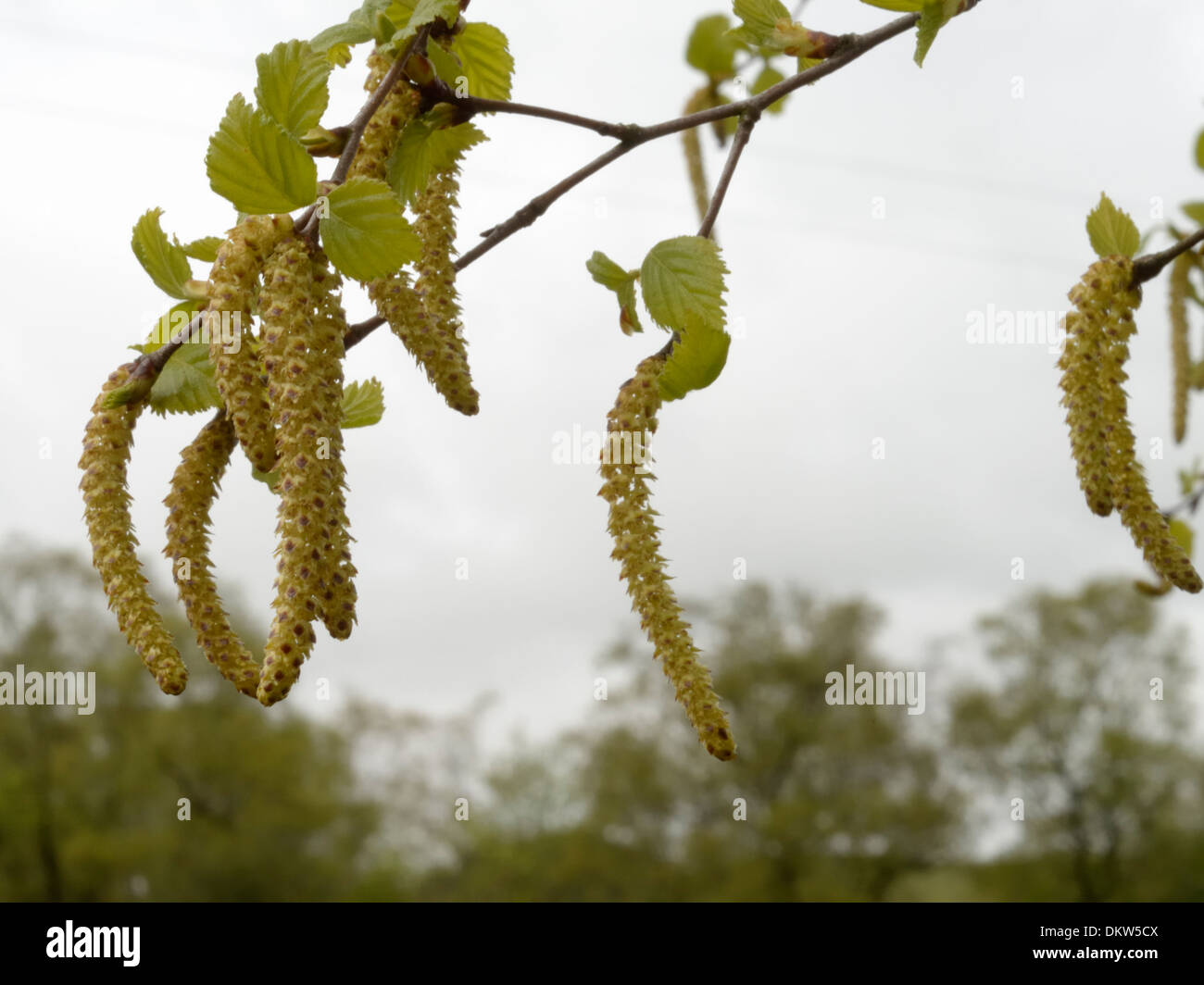 Downy Birch, Betula pubescens, catkins Stock Photo