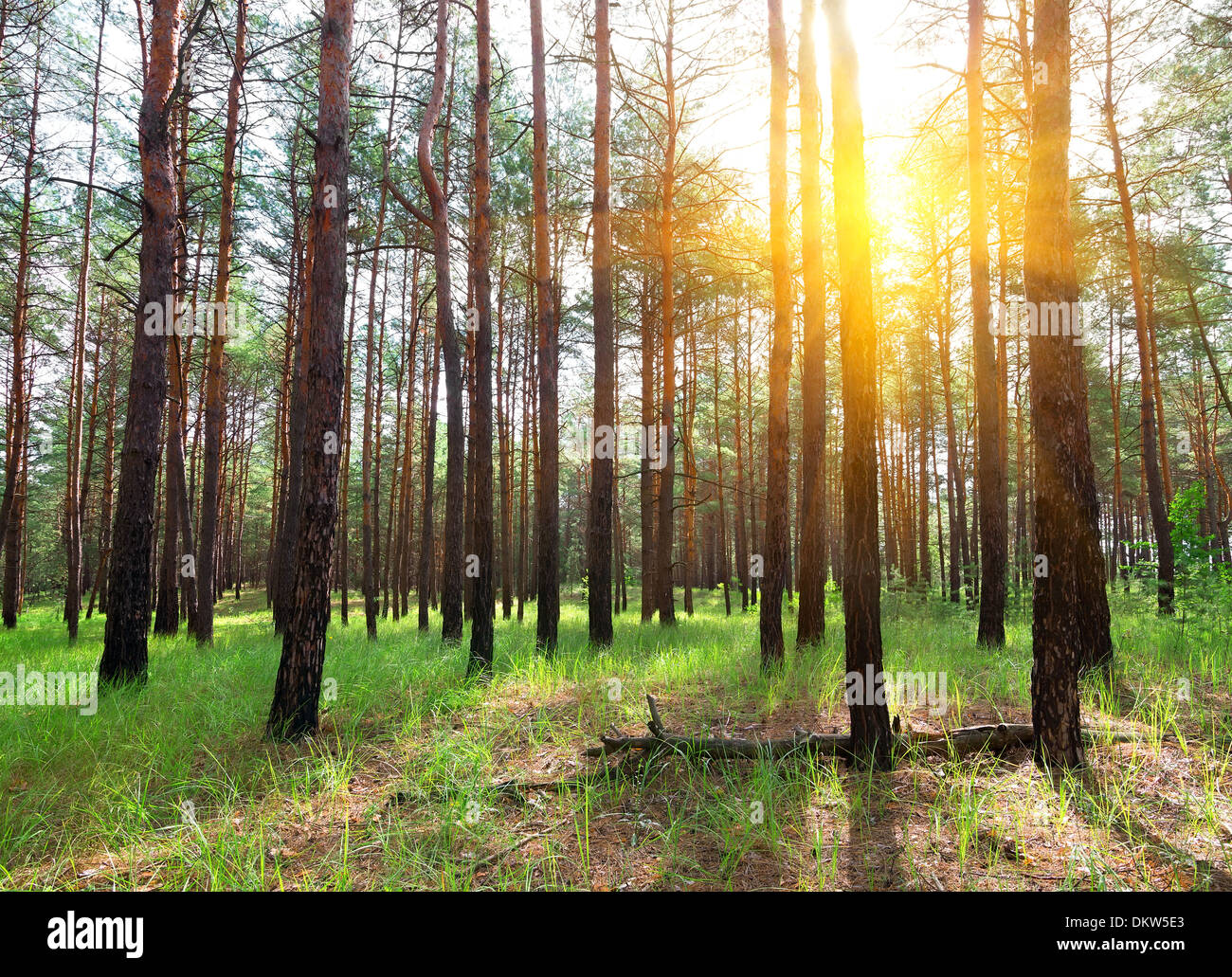 Beautiful sunrise in a summer pine forest Stock Photo