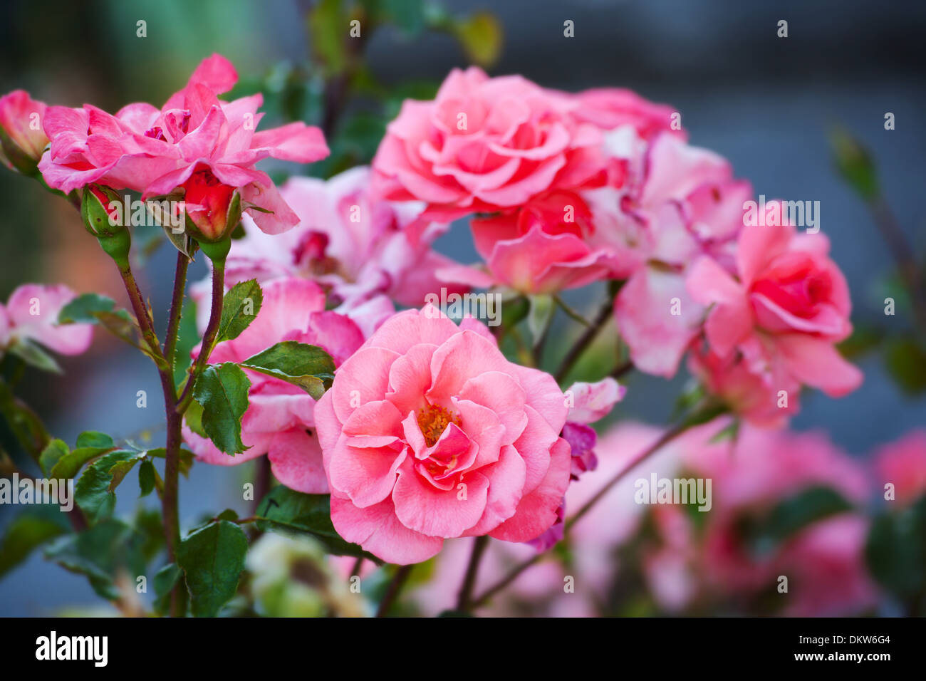 Bushes of pink roses on natural background Stock Photo - Alamy