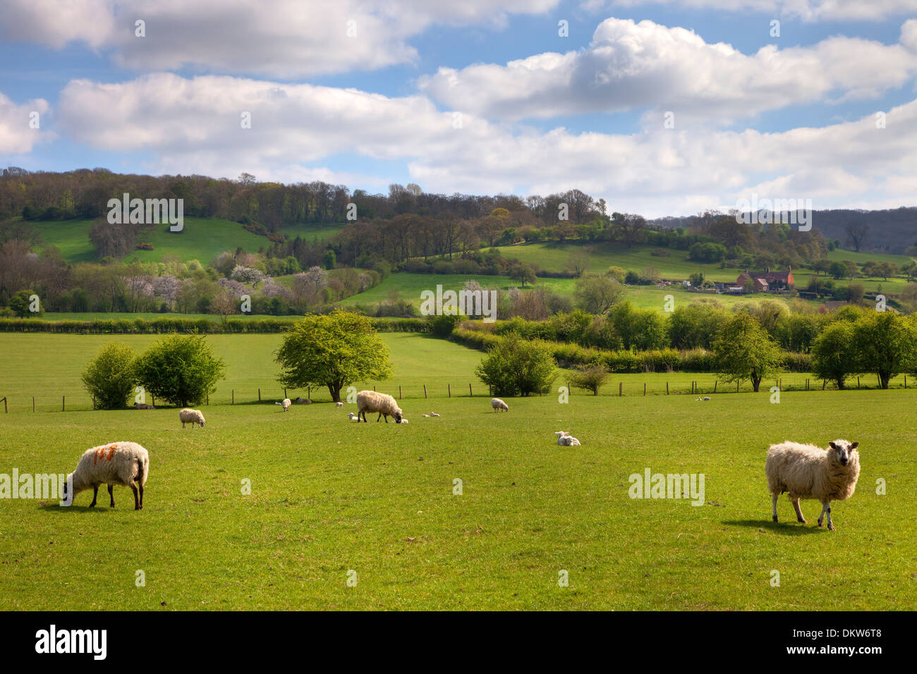 Farmland at lambing time near Weston Subedge, Chipping Campden, Gloucestershire, England. Stock Photo