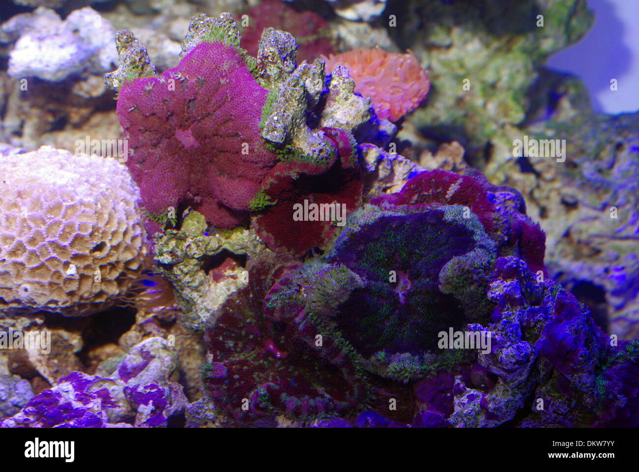 Mushroom coral polyps on rock (Actinodiscus sp. or Discosoma sp.) Stock Photo