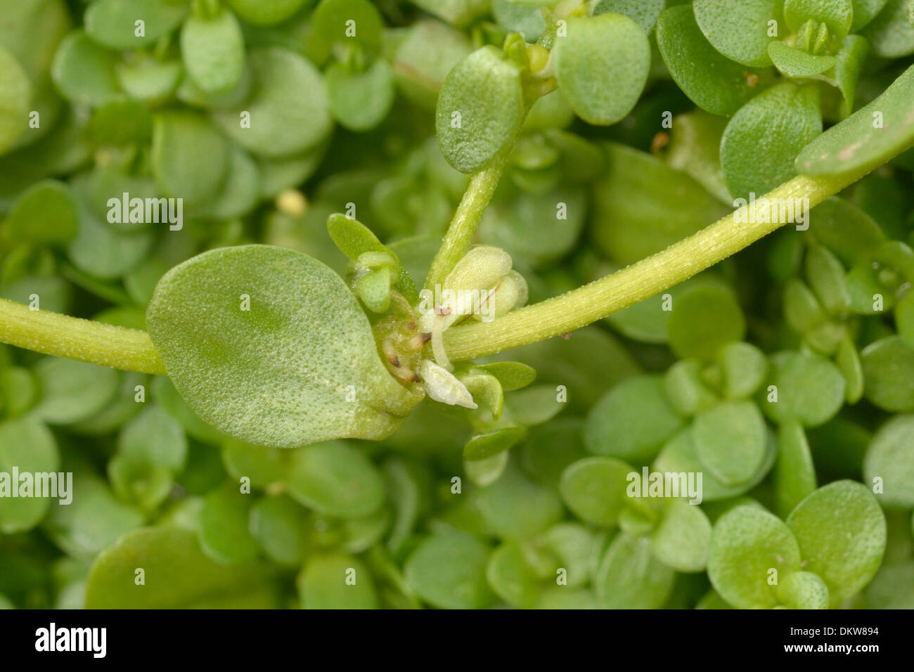 Common Water-starwort, Callitriche stagnalis Stock Photo