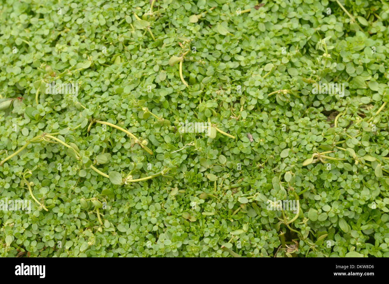 Common Water-starwort, Callitriche stagnalis, flowering Stock Photo