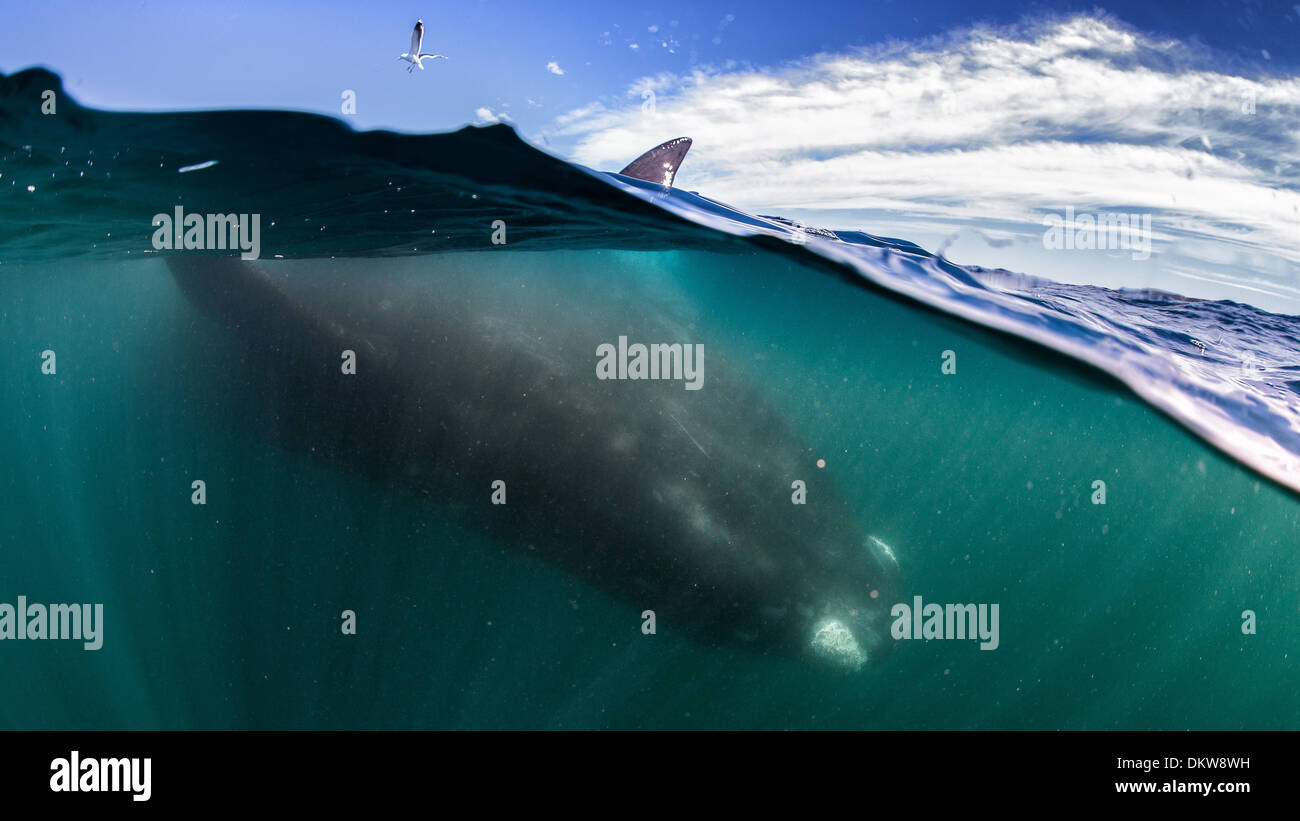 An over-under shot of a mother southern right whale Eubalaena australis laying at the surface upside down Stock Photo