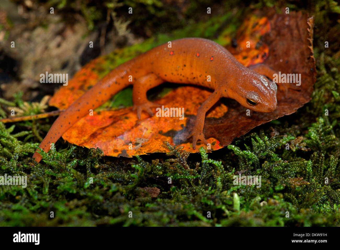 Red-spotted newt, Notophthalmus viridescens, Red eft (terrestrial phase ...