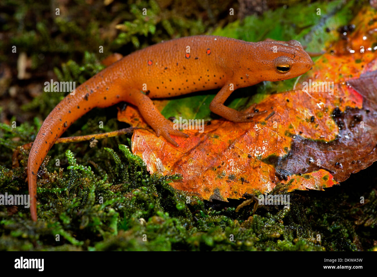 Red-spotted newt, Notophthalmus viridescens, Red eft (terrestrial phase), New York Stock Photo