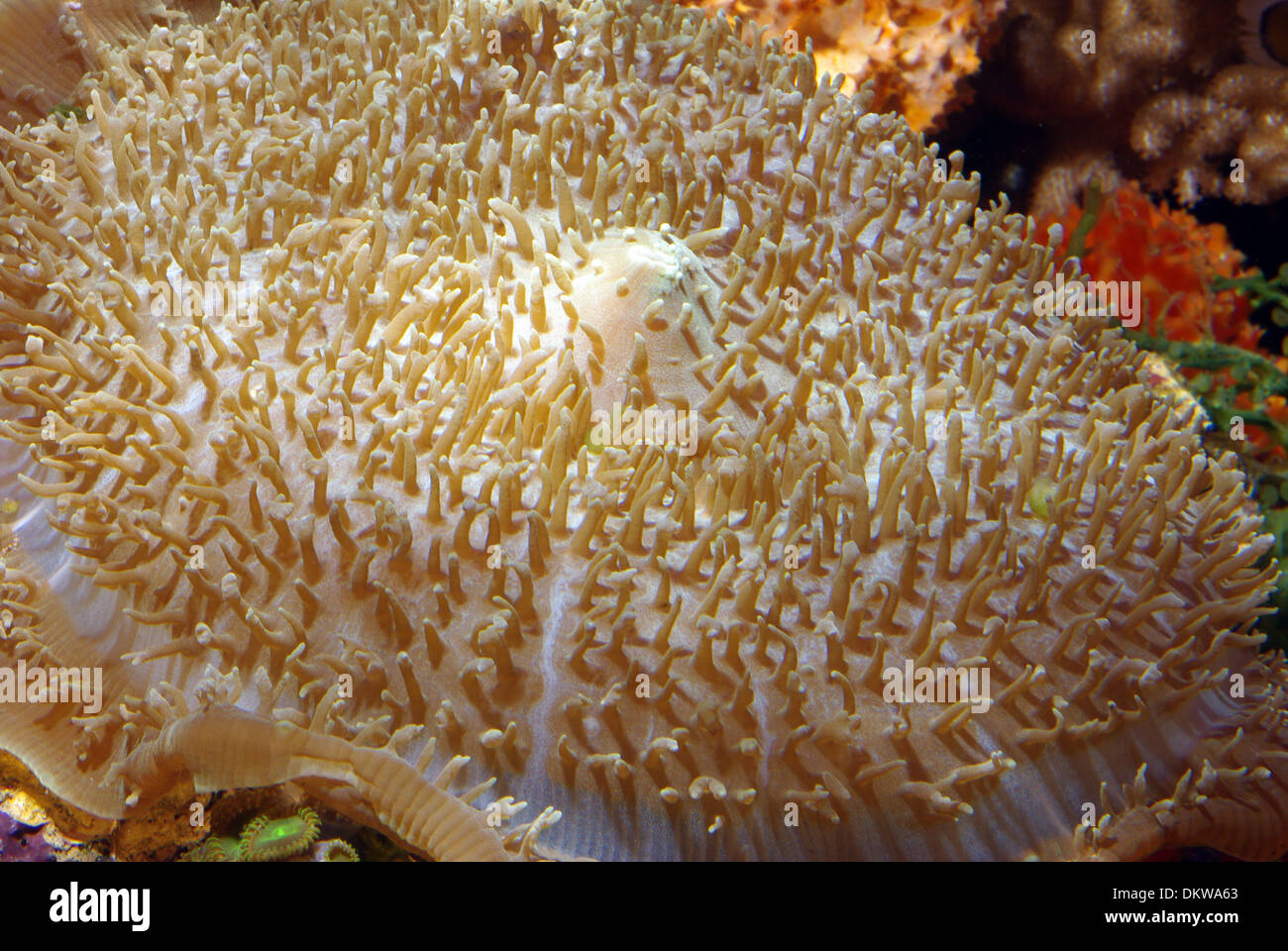 Elephant ear coral (Rhodactis sp.) Stock Photo