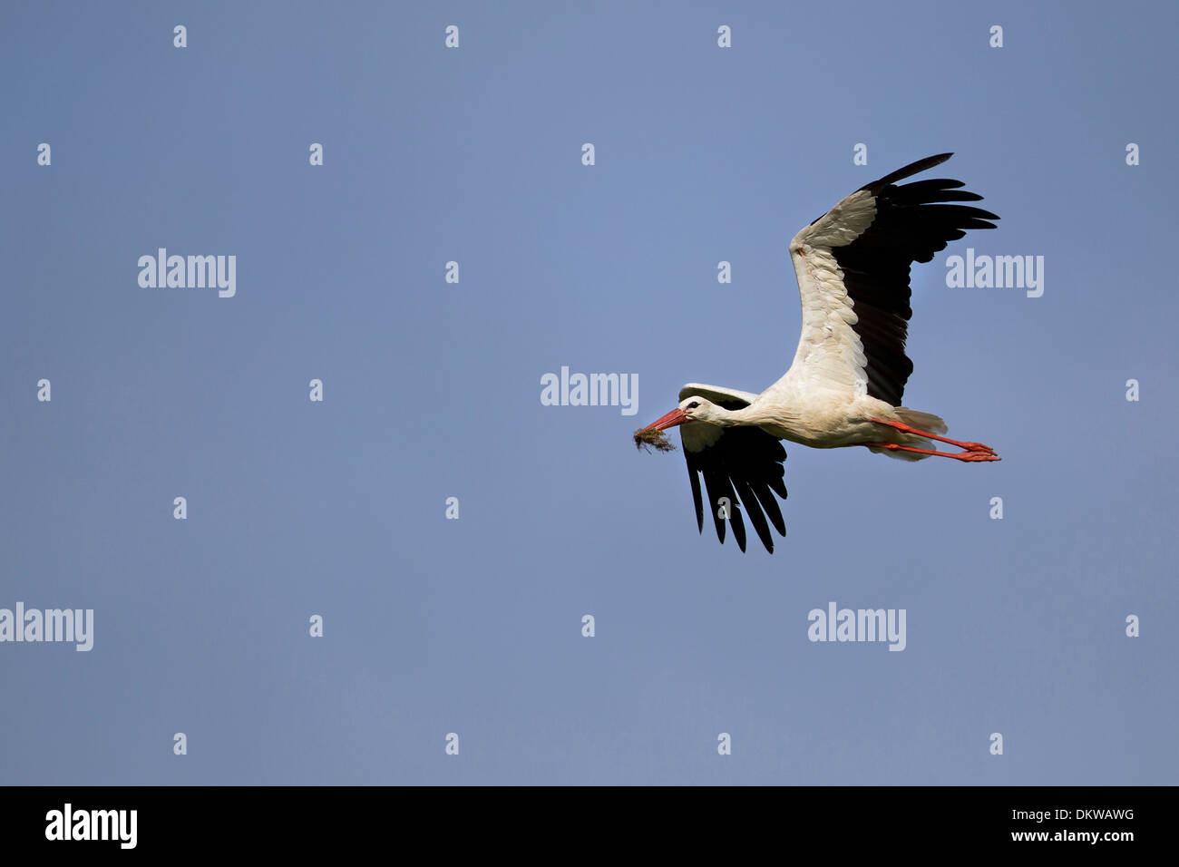 The white stork in the flight Stock Photo