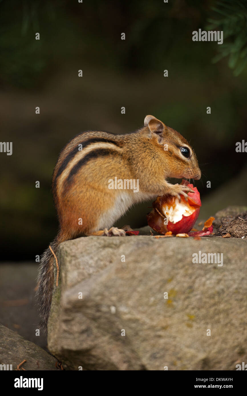 Eastern Chipmunk (Tamias striatus), New York Stock Photo Alamy