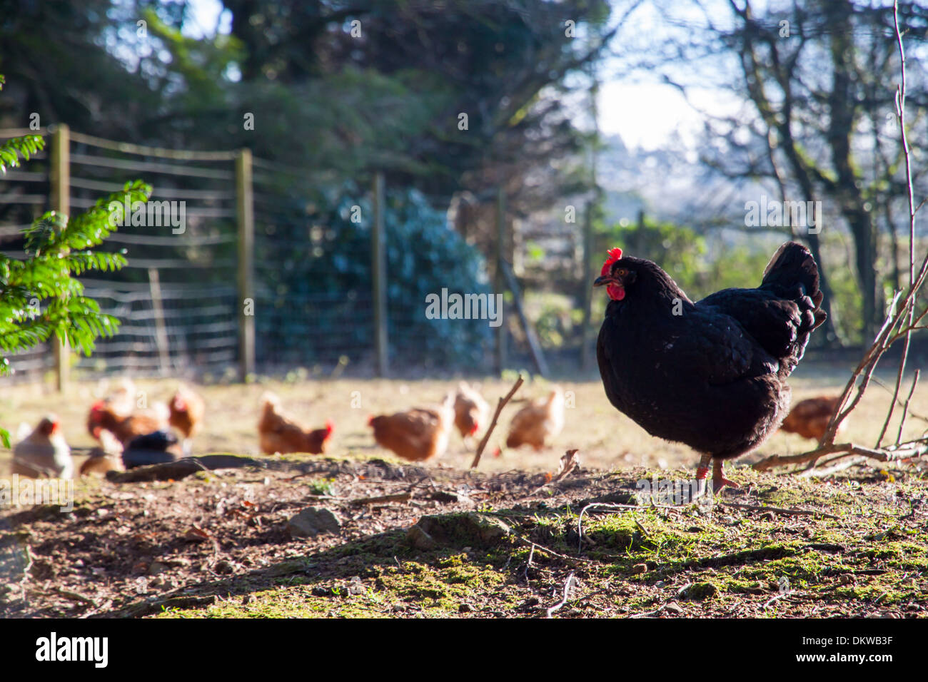 King of the Chickens - A small chicken run on Dartmoor Stock Photo