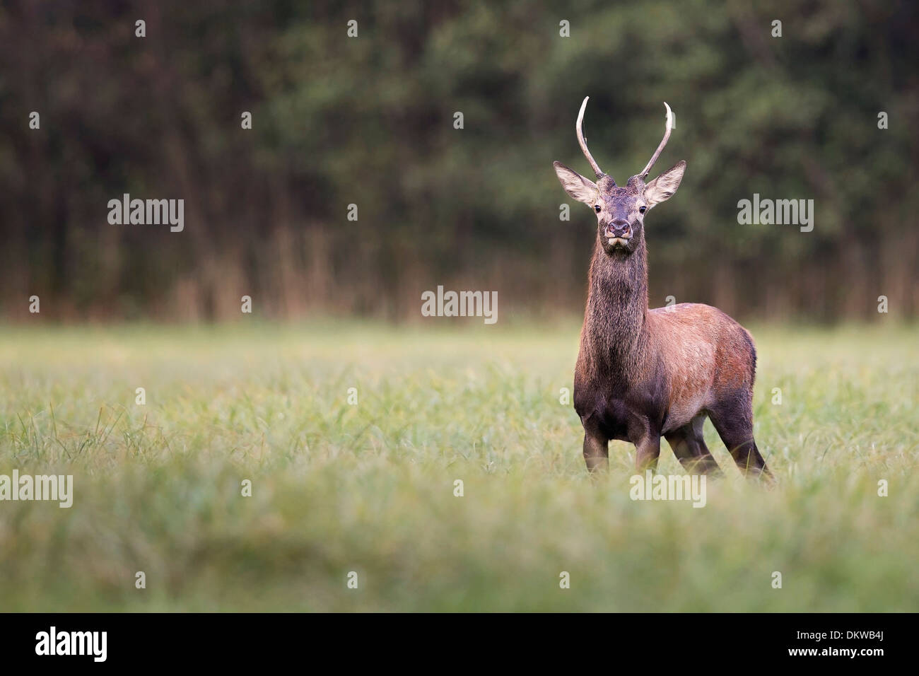 Red deer in the wild, in the clearing. Stock Photo