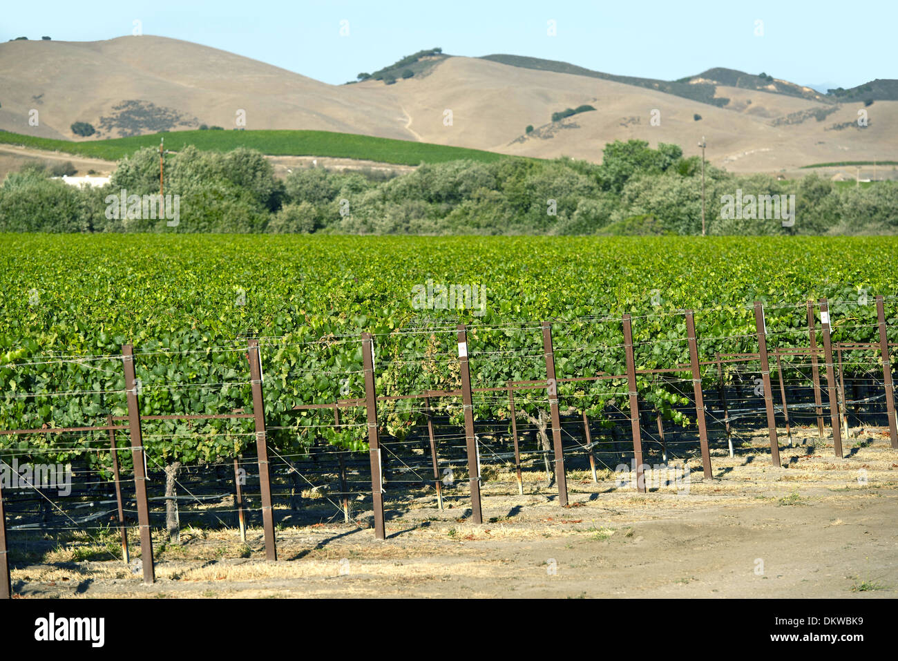 Organic Vineyards in California, USA. California Agriculture Stock Photo