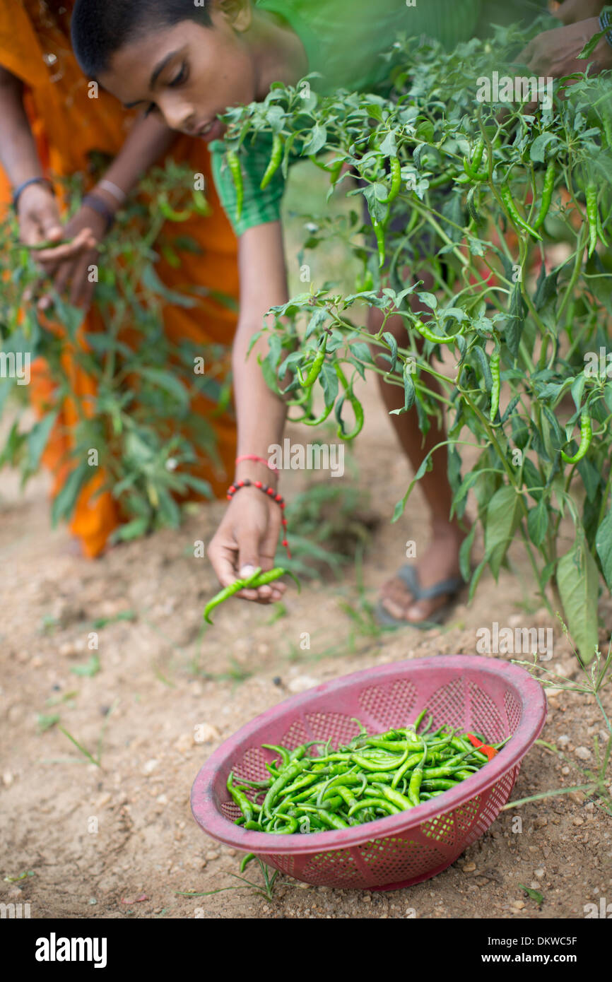 Growing vegetable in india hires stock photography and images Alamy