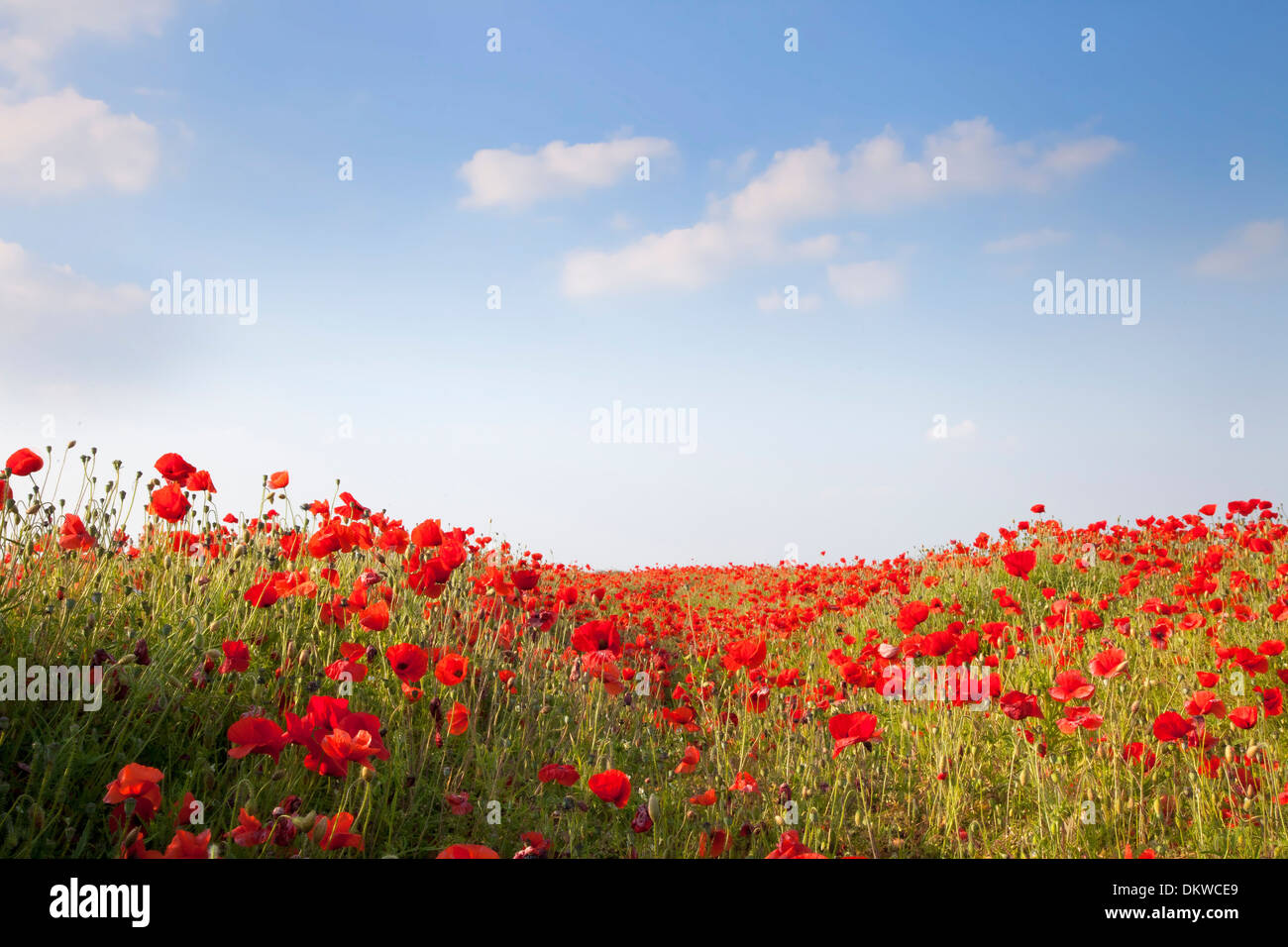Poppies flowers blue sky clouds hi-res stock photography and images - Alamy