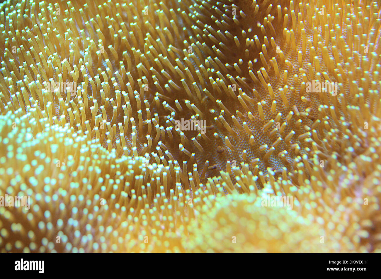 Leather Coral Macro Toadstool Stock Photo