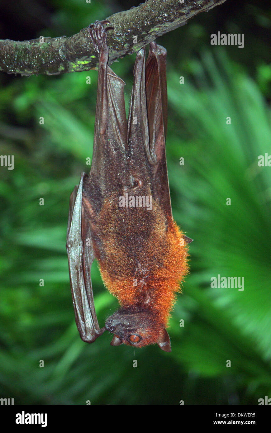 Malayan Flying Fox Pteropus Vampyrus Stock Photo Alamy