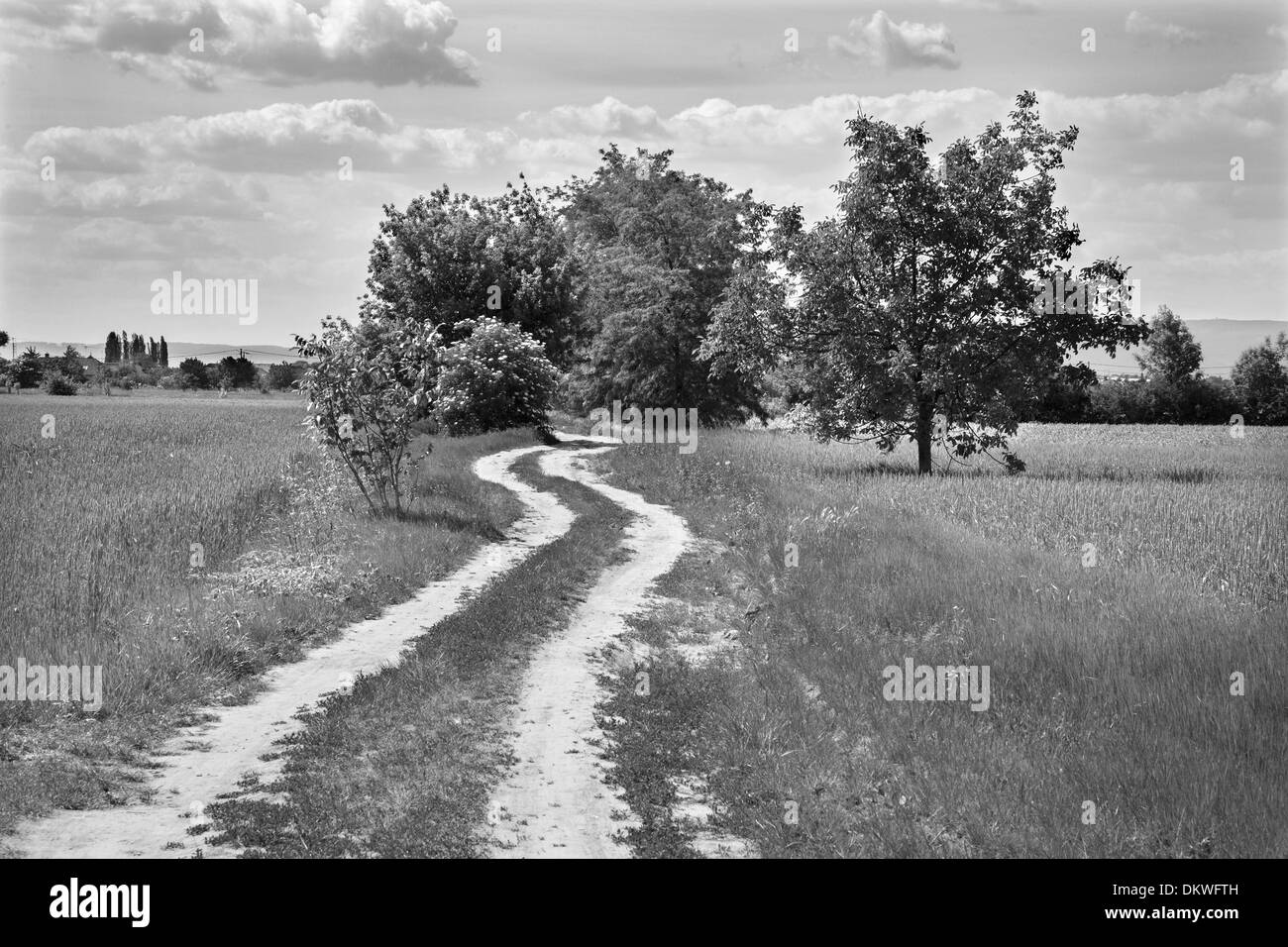 field and cart-road and cloudscape in spring Stock Photo