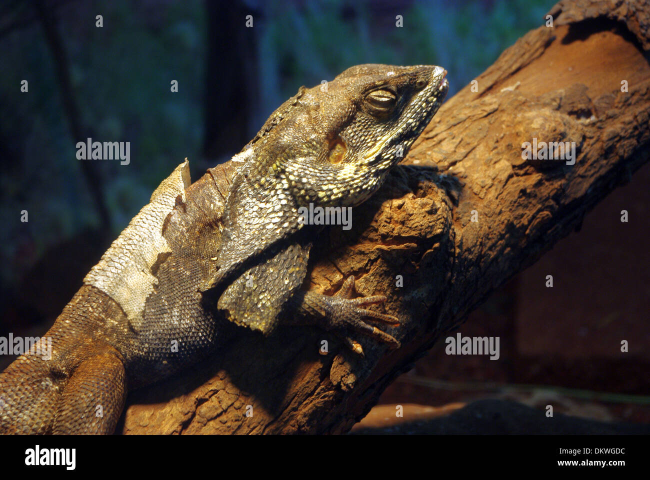 Frilled-necked dragon lizard (Chlamydosaurus kingii) moulting Stock Photo