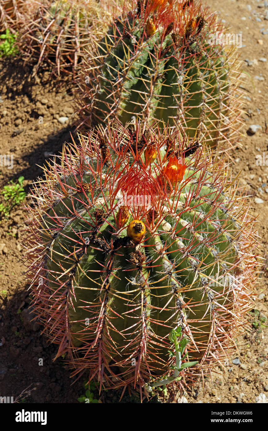 Cactus es hi-res stock photography and images - Alamy