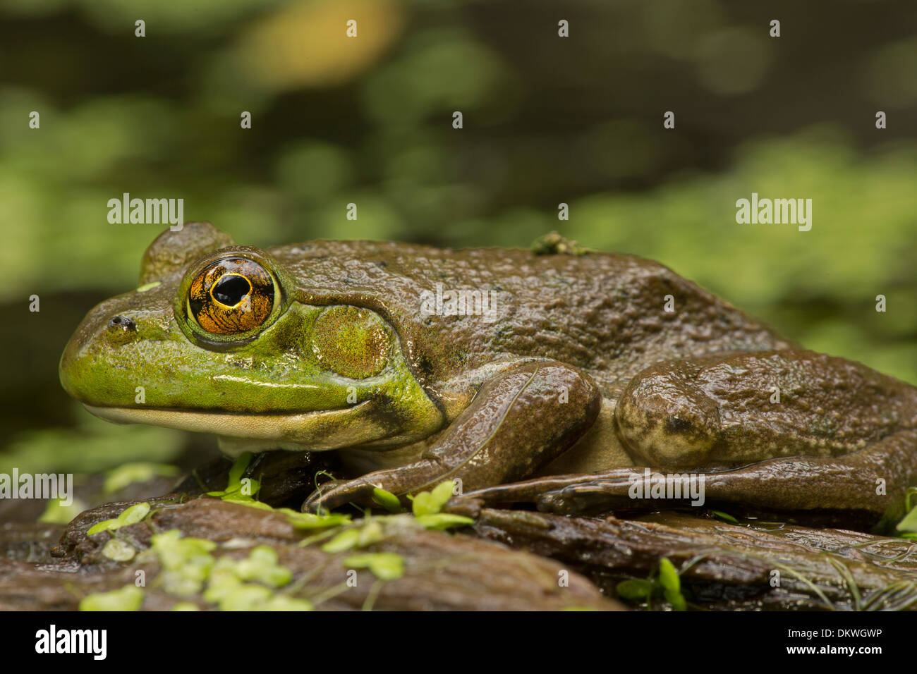 American bullfrog (Lithobates catesbeianus),  Rana catesbeiana, New York Stock Photo
