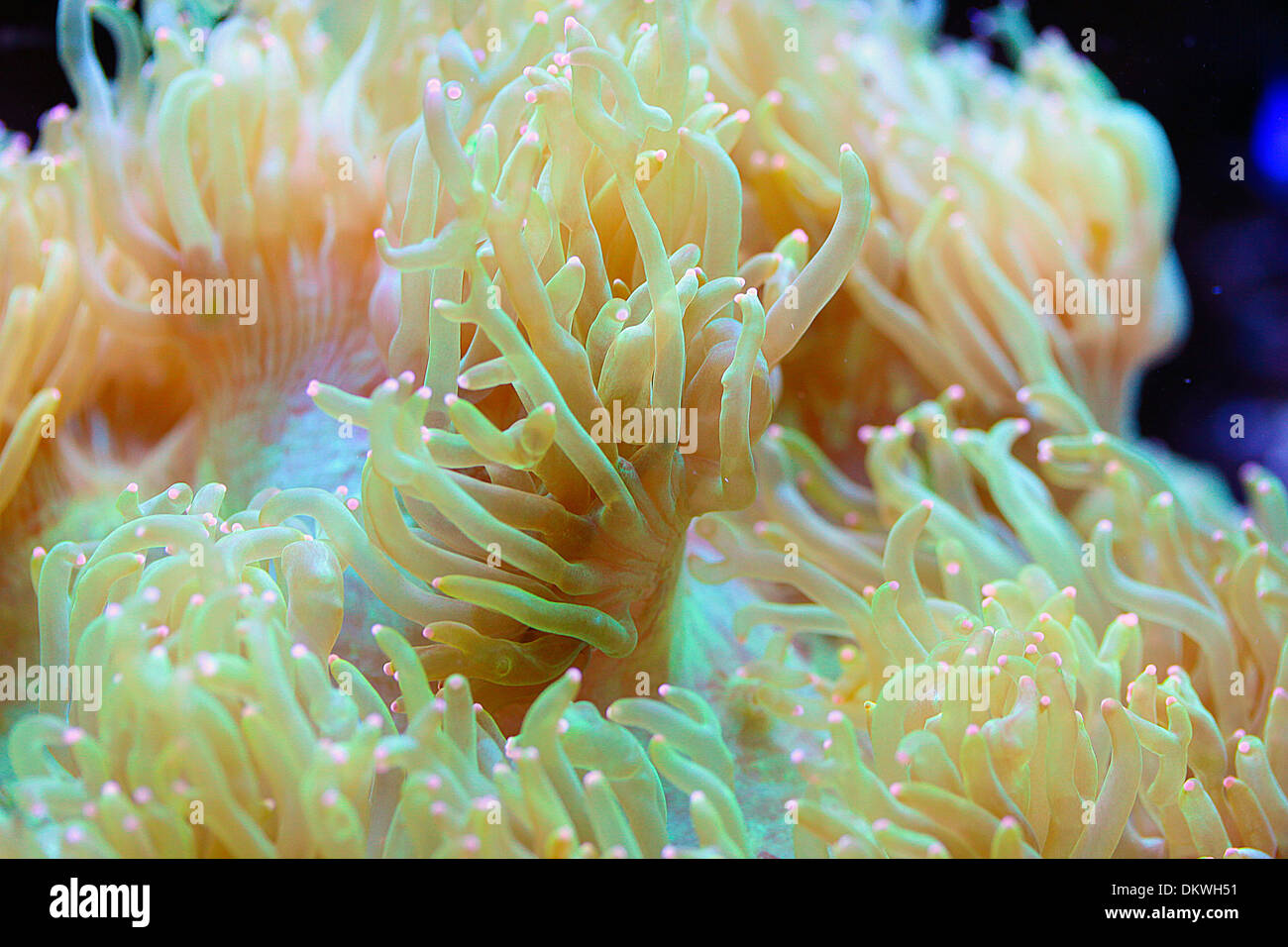 Elegance Coral Catalaphyllia jardinei LPS Stock Photo - Alamy